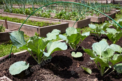 Preview: Bed with young cabbage. Green leaves. Production organic food. Gardening, agriculture