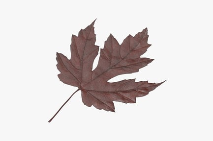 Preview: Brown Maple Leaf with Veins