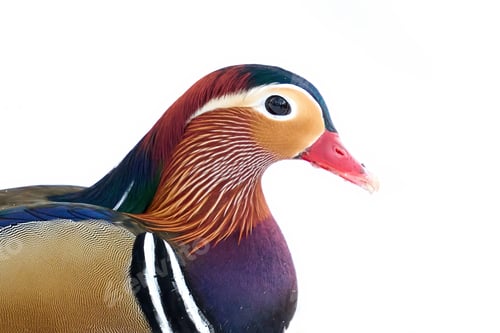 Preview: Mandarin duck (Aix galericulata)