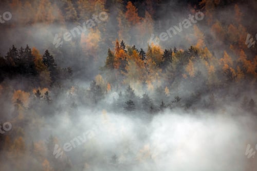 Preview: Forest with dense fog in the morning.