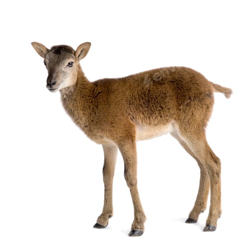 Preview: Mountain sheep of the alps