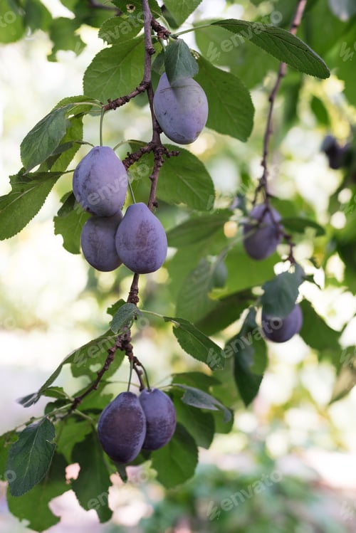Preview: Plums in the garden