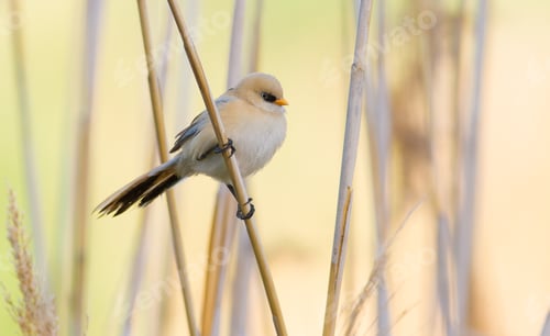 Preview: Panurus biarmicus, Bearded Reedling. A young bird sits on a reed stalk near the river