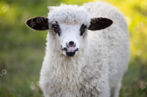 Preview: Portrait of cute little lamb