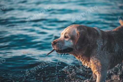 Vista previa: Labrador cervatillo de pura sangre nada en el lago con un palo