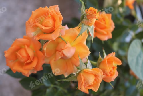 Preview: Orange roses