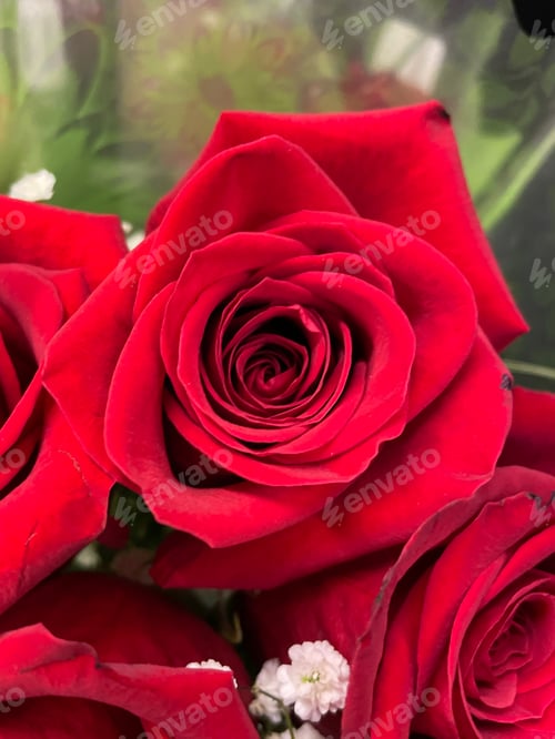 Preview: Roses