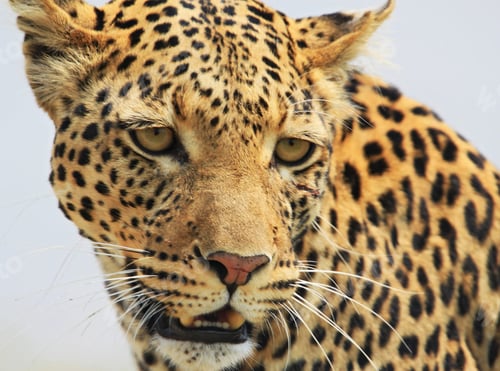 Preview: A Best wildlife vacations in Pictures