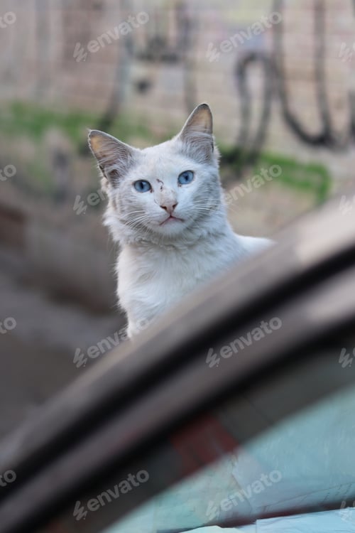 Preview: White cat perched on car window sill looking at the camera