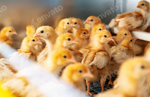 Preview: ISO brown day-old layer chicks in the cage rearing system.