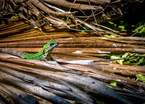 Preview: Green Lizard - Tulum, Mexico