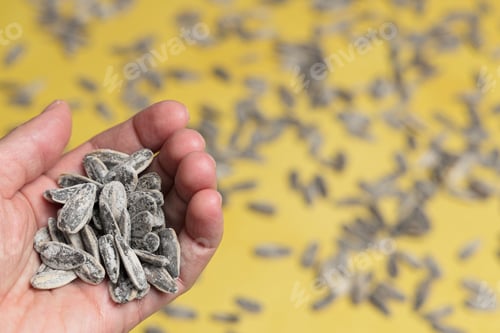 Preview: Hand holding a pile of sunflower seeds on a yellow background
