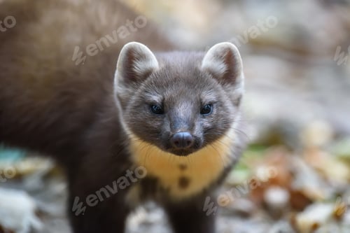Preview: Close Marten portrait on autumn forest
