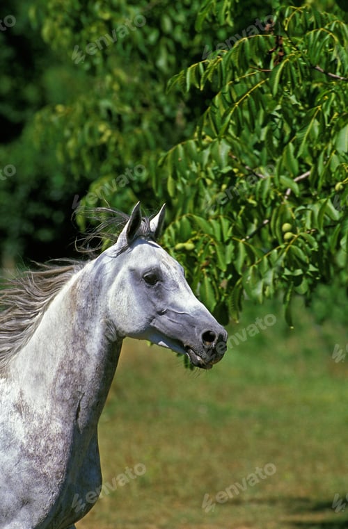Preview: arabian, horse, mare, stallion, riding