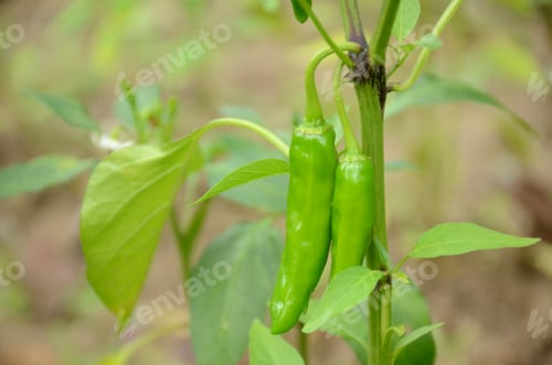 Preview: closeup the pair of ripe green chilly with plant and leaves over out of focus green background.
