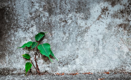 Preview: Small tree growing with concrete wall for abstract background.