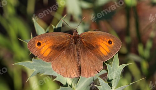 Preview: A beautiful butterfly, Scientific name; Maniola jurtina