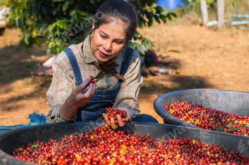 Preview: woman is picking cherries from pile