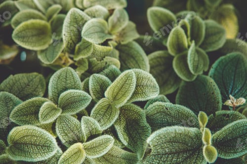Preview: small green plant closeup macro beautiful detail of leaves texture pattern for natural background