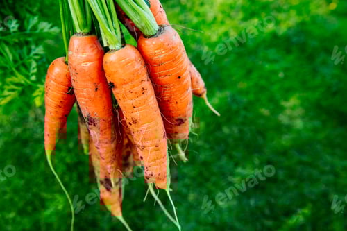 Preview: Carrots. Fresh organic harvest of carrots. Bunch of carrots on a background