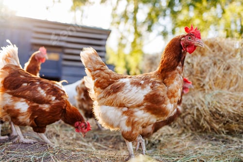 Preview: chicken close up on background of chicken eco farm, free range chicken farm