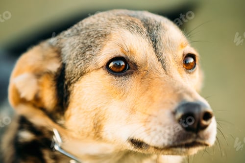 Preview: Brown Dog Head Close Up Portrait