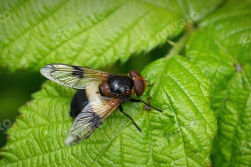 Preview: Closeup on a European large White-banded Drone Fly , Volucella pellucens on a green leaf