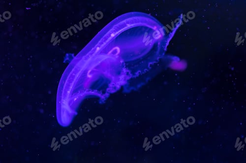 Preview: Close-up picture of beautiful jellyfish floating in ocean