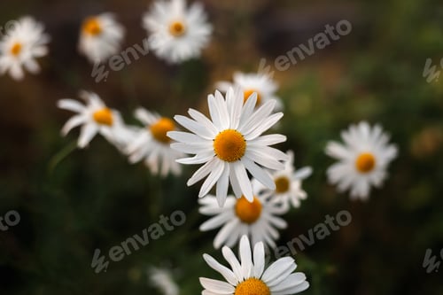 Preview: Big camomile flower on blurred background, close-up. Camomile in the nature.