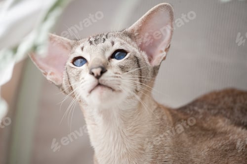 Preview: adorable siamese cat kitten with blue eyes