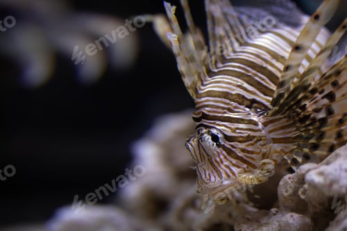Preview: Vibrant lionfish swims gracefully amongst the rocks and waters of the ocean