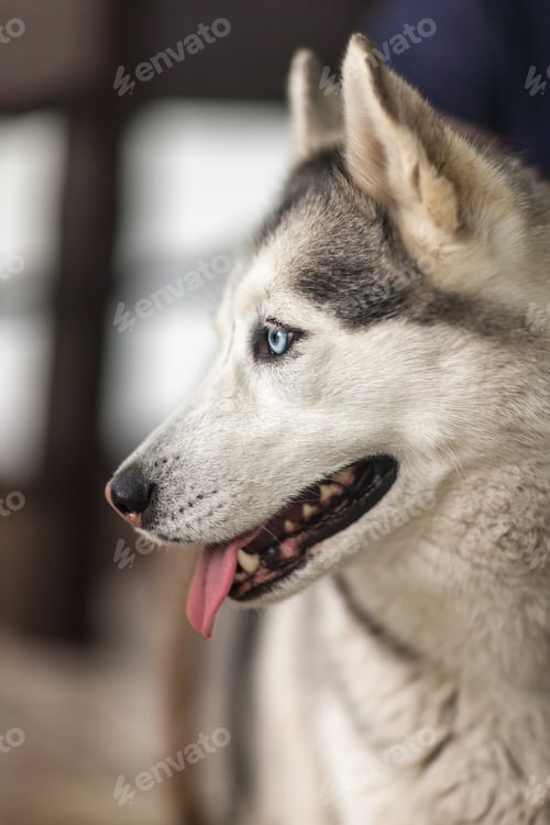 Preview: Portrait of Siberian Husky