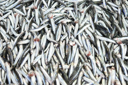 Preview: Pile of fresh small fishes at market.