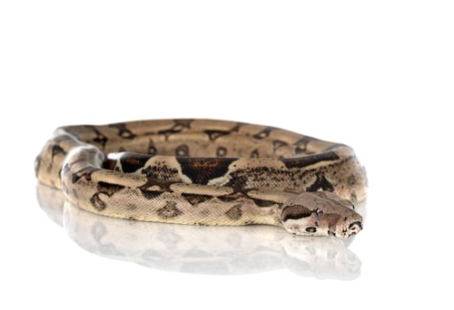 Preview: Boa imperator in studio