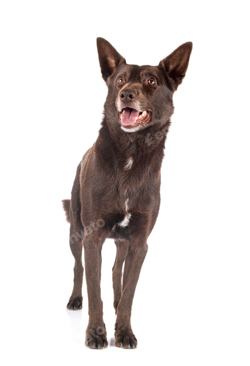 Preview: Australian Kelpie in studio