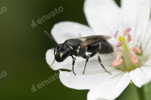 Preview: Closeup on a small female European hyaline spatulate masked bee, Hylaeus hyalinatus in the garden