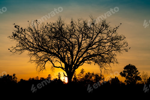 Preview: Silhouette dead tree on beautiful sunset or sunrise on golden sky. Background for peaceful