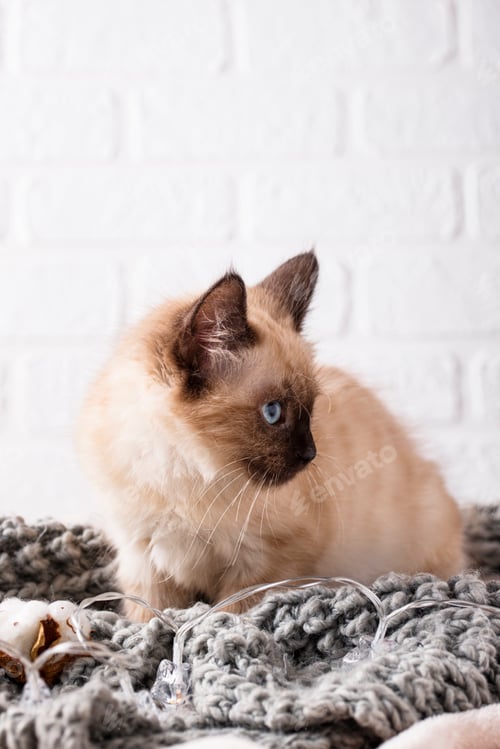 Preview: Little funny kitten on knitted plaid