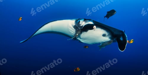 Preview: Elegant manta Ray floats under water