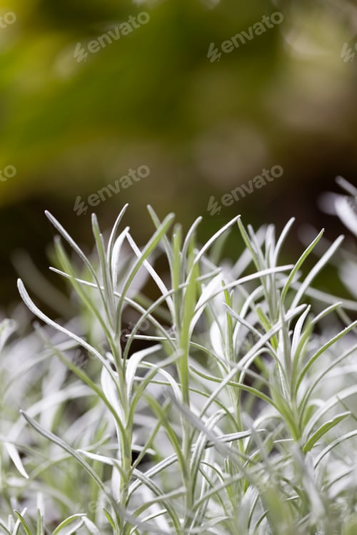 Preview: Fresh Rosemary Herb grow outdoor. Rosemary leaves Close-up.
