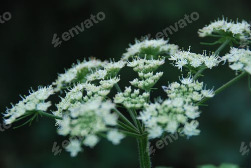 Preview: Closeup of delicate white Cow parsnip flowers growing on a blurry background