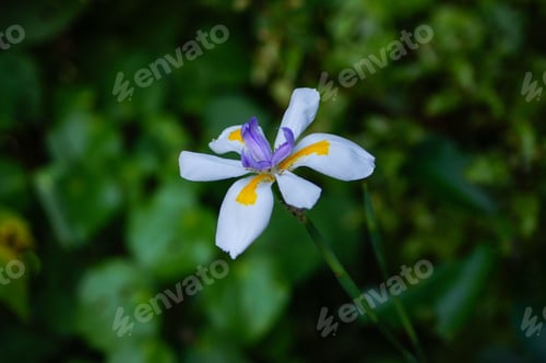 Preview: White flower