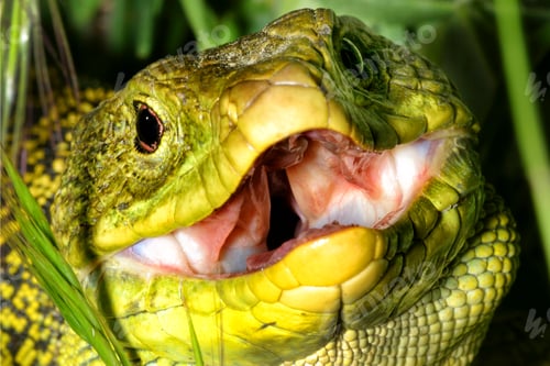 Preview: Ocellated Lizard, Sierra de Guadarrama National Park, Spain