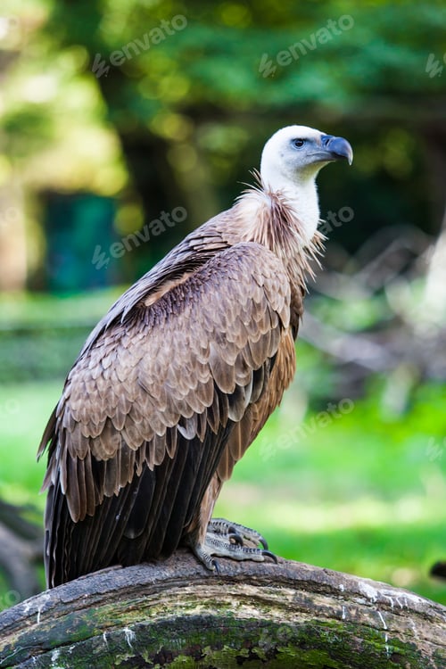 Preview: Eurasian griffon. vulture