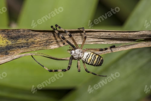 Preview: Closeup shot of a spider on a dry plant