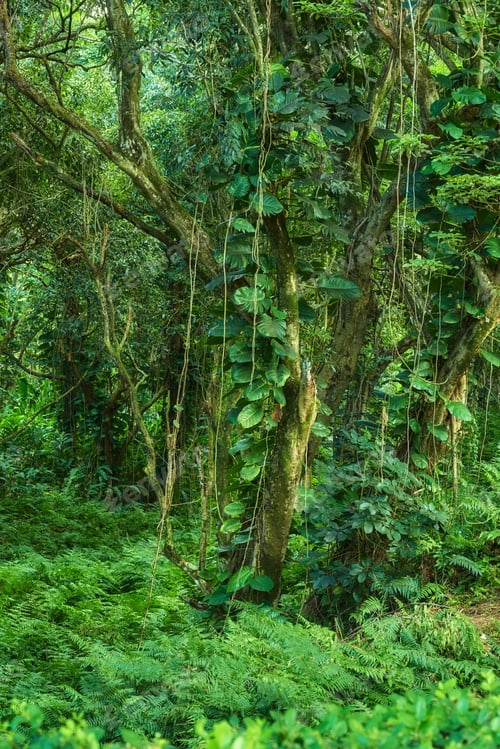 Preview: Jungle trees