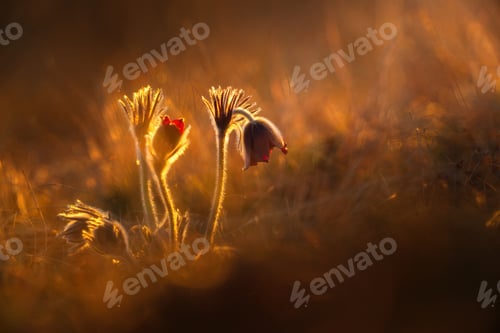 Preview: Black pasque flowers - Pulsatilla pratensis in early morning lights