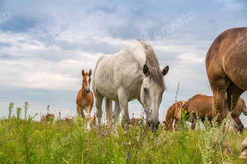 Preview: horses heavyweights walking in nature