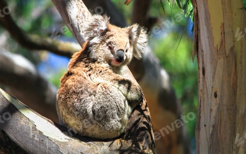 Vorschau: Koala ruht sich in einem Eukalyptusbaum in Australien aus