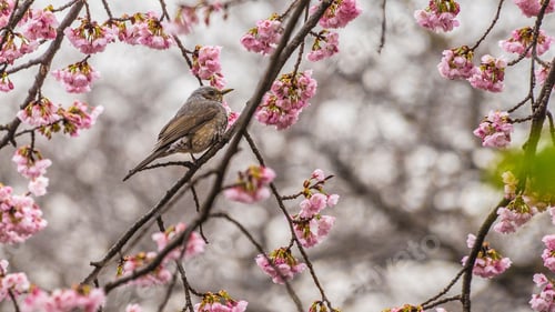 Preview: Brown-eared bulbul perched on cherry blossom branches in full bloom during springtime